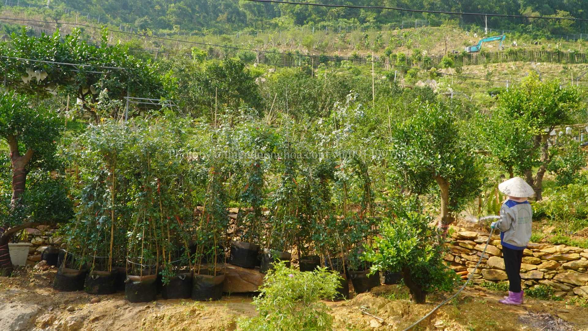 Hoa hồng ngoại đa dạng màu sắc
